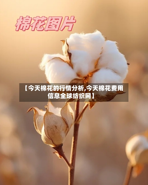 【今天棉花的行情分析,今天棉花费用信息全球纺织网】-第2张图片