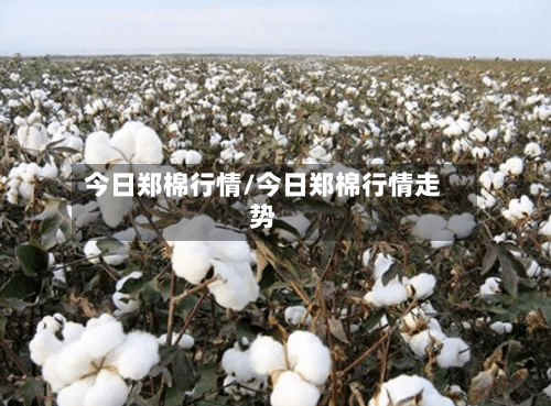今日郑棉行情/今日郑棉行情走势-第3张图片