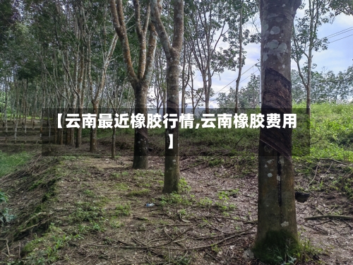 【云南最近橡胶行情,云南橡胶费用】-第2张图片