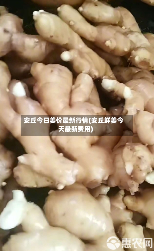 安丘今日姜价最新行情(安丘鲜姜今天最新费用)-第2张图片