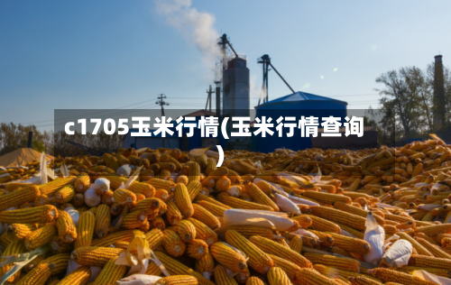 c1705玉米行情(玉米行情查询)-第1张图片