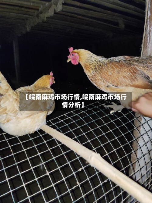 【皖南麻鸡市场行情,皖南麻鸡市场行情分析】