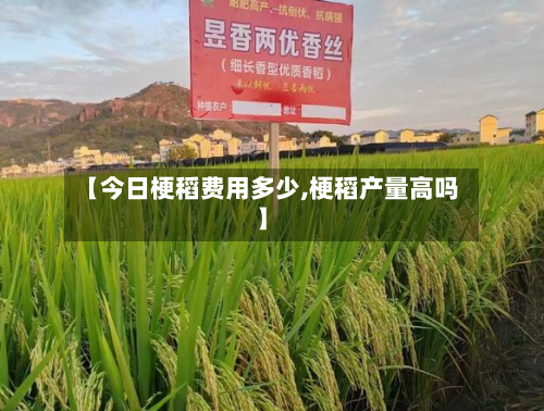 【今日梗稻费用多少,梗稻产量高吗】