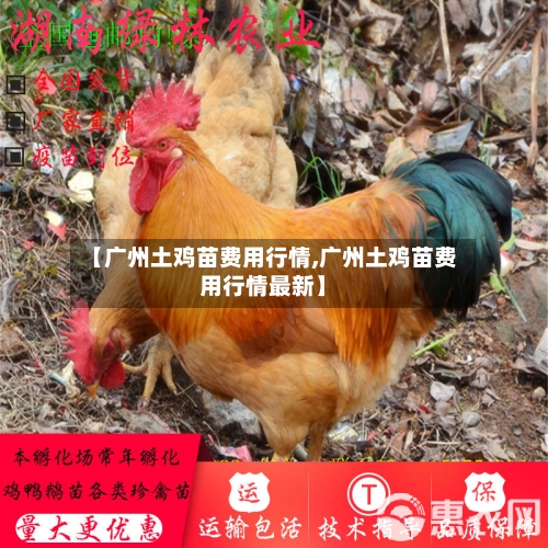 【广州土鸡苗费用行情,广州土鸡苗费用行情最新】