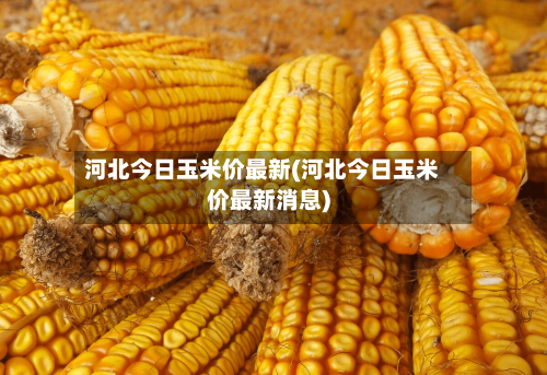 河北今日玉米价最新(河北今日玉米价最新消息)-第2张图片