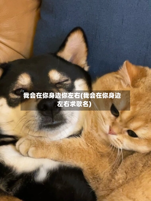 我会在你身边你左右(我会在你身边左右求歌名)