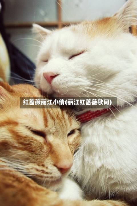 红蔷薇丽江小倩(丽江红蔷薇歌词)