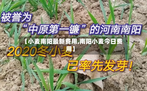 【小麦南阳最新费用,南阳小麦今日费用】