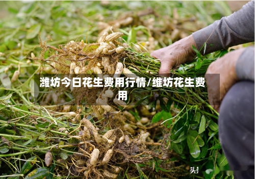 潍坊今日花生费用行情/维坊花生费用