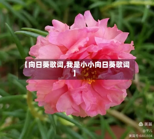 【向日葵歌词,我是小小向日葵歌词】
