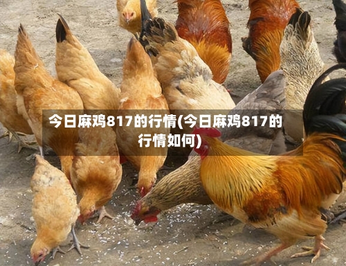今日麻鸡817的行情(今日麻鸡817的行情如何)