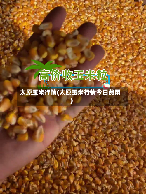 太原玉米行情(太原玉米行情今日费用)