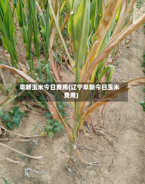 阜新玉米今日费用(辽宁阜新今日玉米费用)