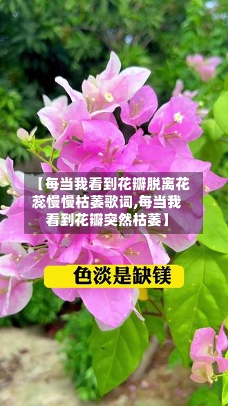 【每当我看到花瓣脱离花蕊慢慢枯萎歌词,每当我看到花瓣突然枯萎】