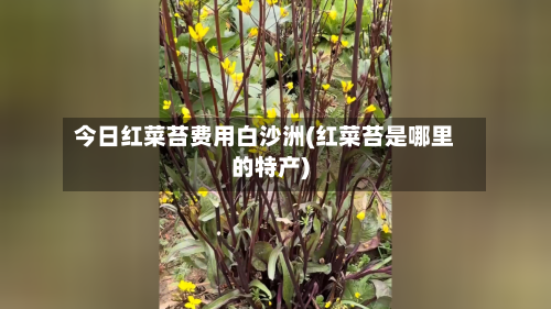 今日红菜苔费用白沙洲(红菜苔是哪里的特产)