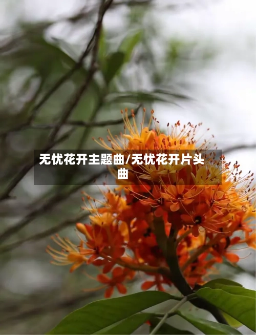 无忧花开主题曲/无忧花开片头曲-第3张图片
