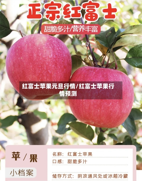 红富士苹果元旦行情/红富士苹果行情预测