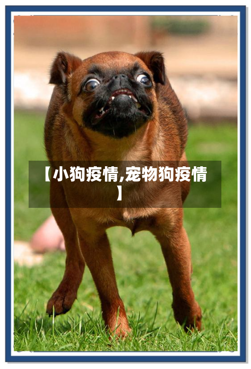 【小狗疫情,宠物狗疫情】