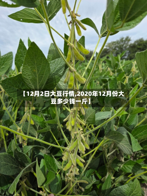 【12月2日大豆行情,2020年12月份大豆多少钱一斤】
