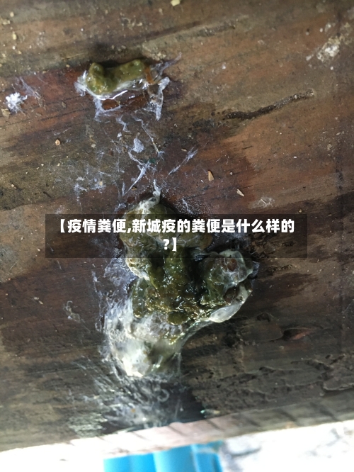 【疫情粪便,新城疫的粪便是什么样的?】-第2张图片