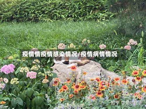 疫情情疫情感染情况/疫情病情情况-第2张图片