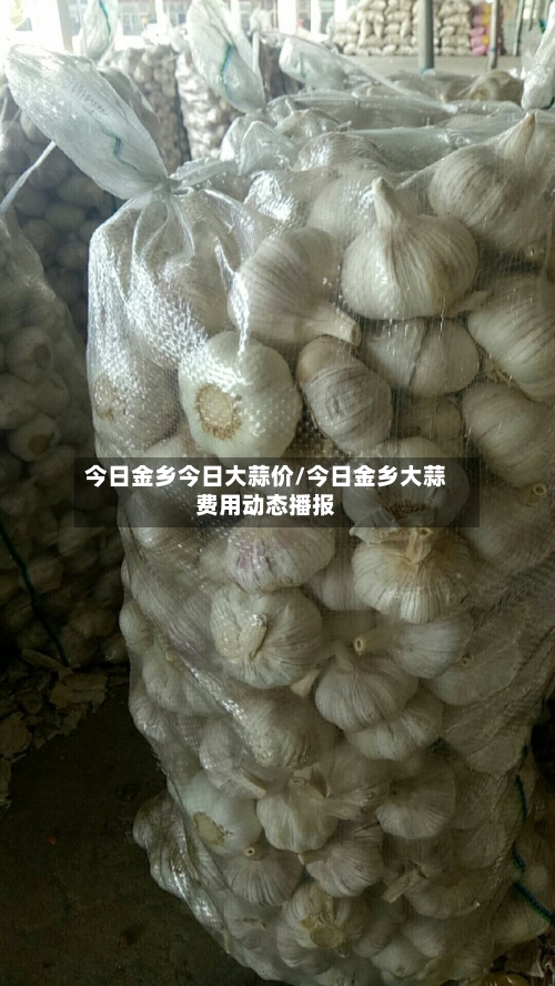 今日金乡今日大蒜价/今日金乡大蒜费用动态播报-第2张图片