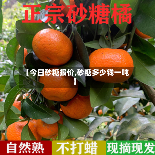 【今日砂糖报价,砂糖多少钱一吨】-第2张图片