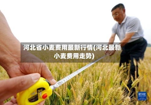 河北省小麦费用最新行情(河北最新小麦费用走势)-第1张图片