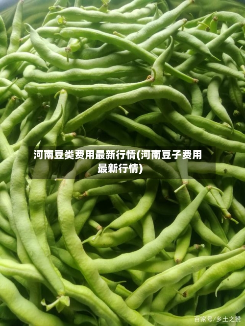 河南豆类费用最新行情(河南豆子费用最新行情)-第2张图片