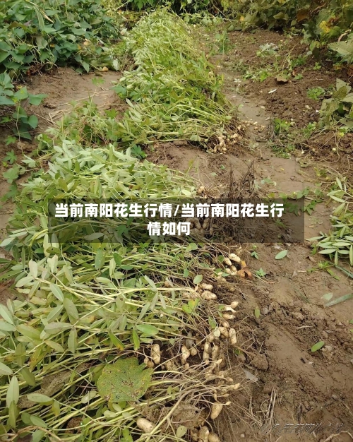 当前南阳花生行情/当前南阳花生行情如何-第3张图片
