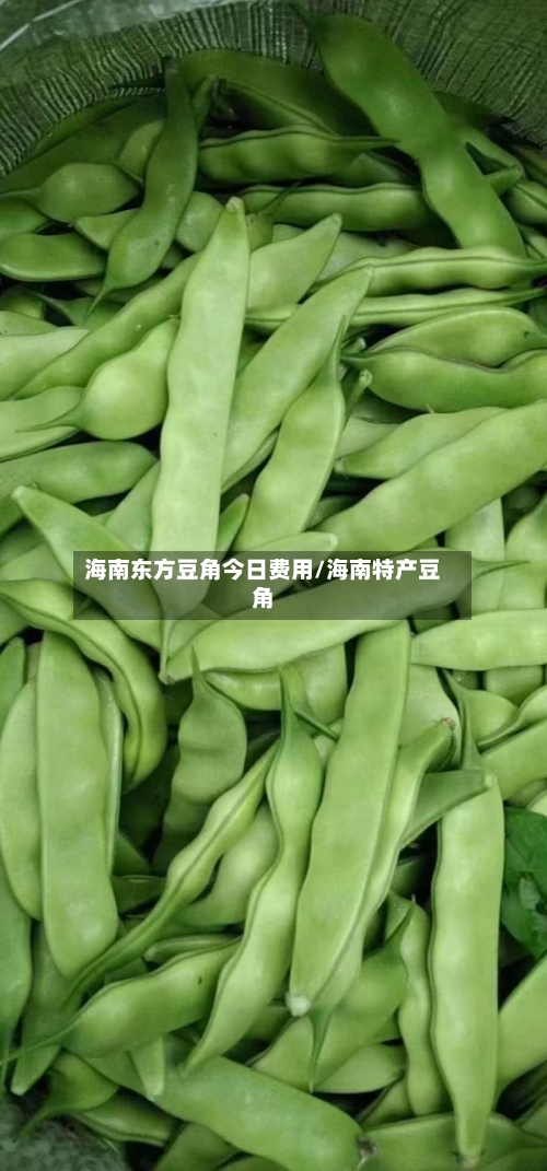 海南东方豆角今日费用/海南特产豆角-第3张图片