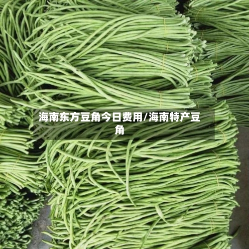 海南东方豆角今日费用/海南特产豆角-第1张图片